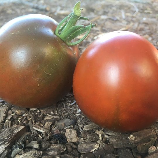 Tomate 'Minuit à Montréal' ( Solanum lycopersicum )