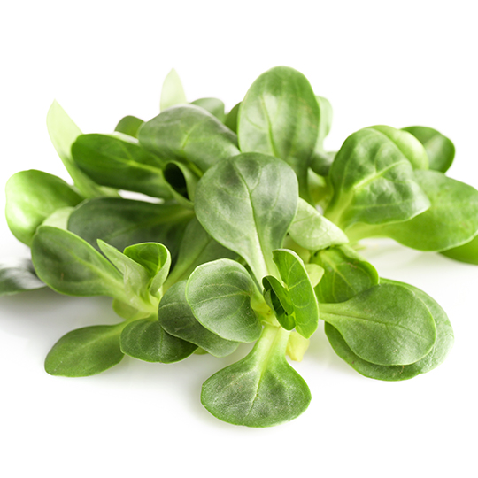 Lamb's lettuce (Valerianella locusta)