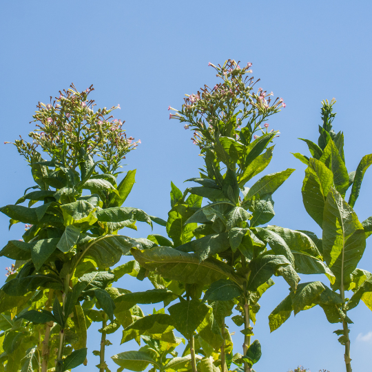 Scent of Italy tobacco (Nicotiana tabacum)