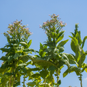 [211] Scent of Italy tobacco (Nicotiana tabacum)