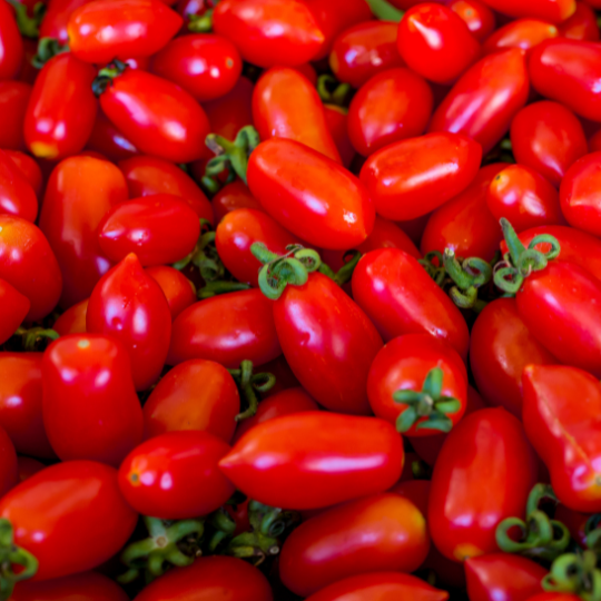 Amish Paste Tomato (Solanum lycopersicum)