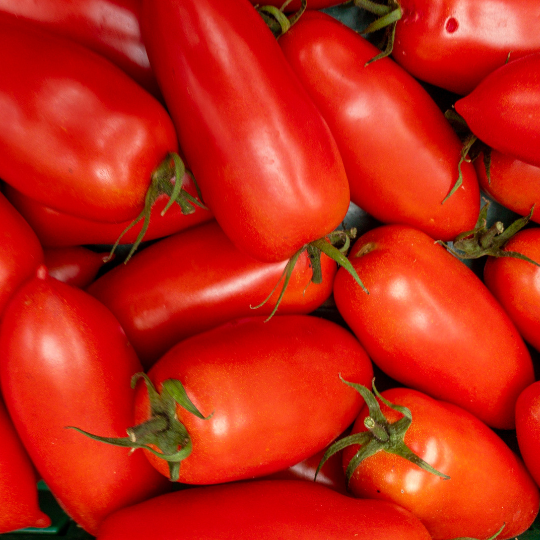 Tomate San Marzano (Solanum lycopersicum)