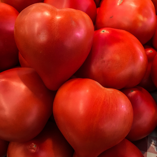 Beefsteak Tomato (Solanum lycopersicum)