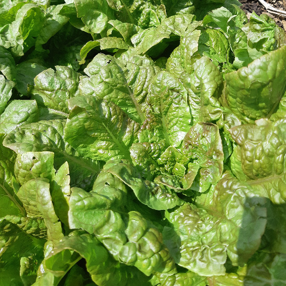 Côte de Beaune lettuce (Lactuca sativa)