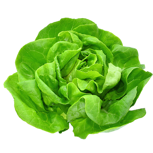 Côte de Beaune lettuce (Lactuca sativa)