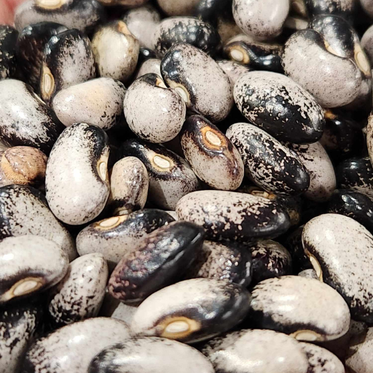 Black Night Fall bean (Phaseolus vulgaris)