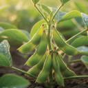 [119] Edamame ''Chiba Green''(Glycine Max)