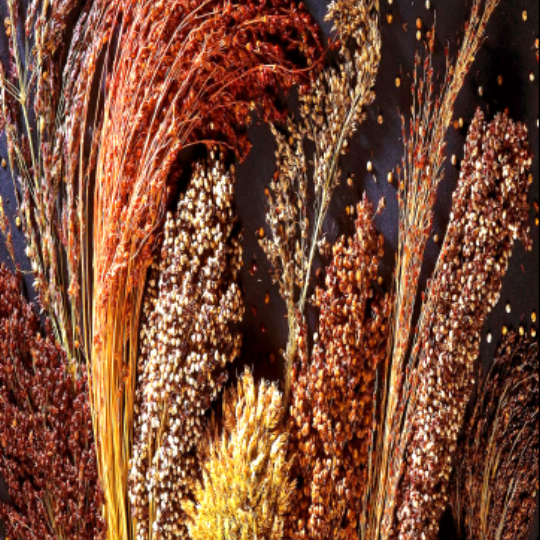 Broomcorn (Sorghum bicolor)