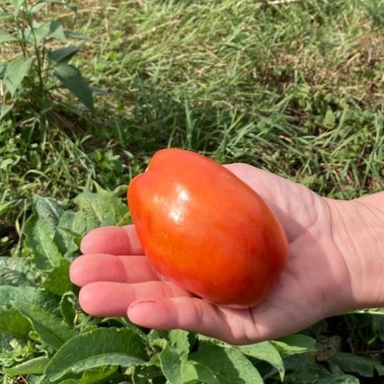 Tomate Québec 2473 (Solanum lycopersicum)