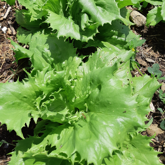 Ice Queen lettuce (Lactuca sativa var. capitata)