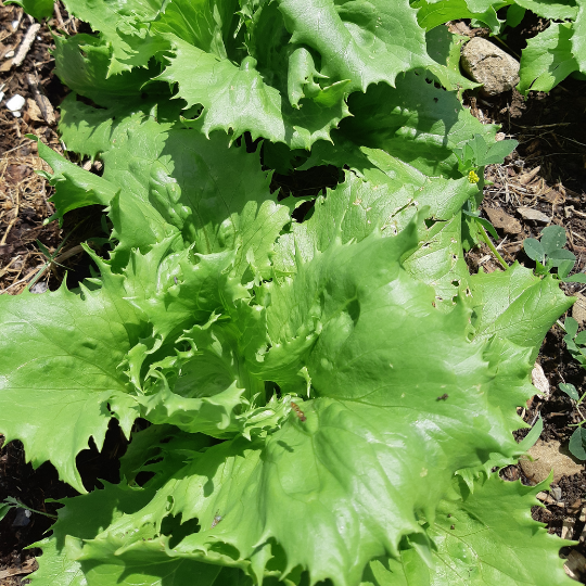 Laitue Reine des Glaces (Lactuca sativa var. capitata)