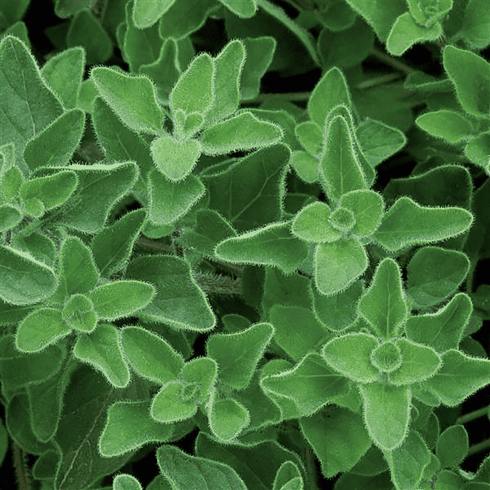 Oregano (Origanum vulgare)