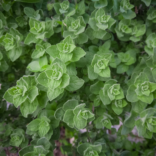 Oregano (Origanum vulgare)