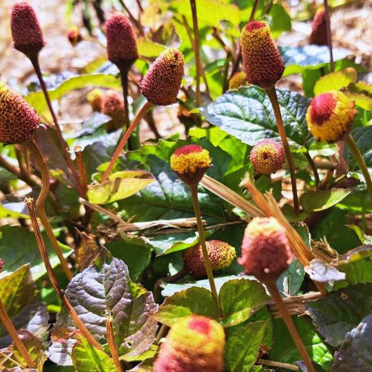 Mafane bredes (Acmella oleracea)