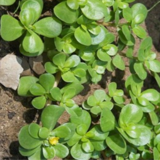 Common purslane (Portulaca olerecea)