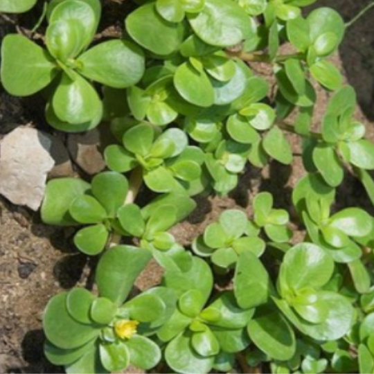 Pourpier Commun (Portulaca olerecea)