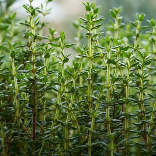 Thyme (Thymus vulgaris)