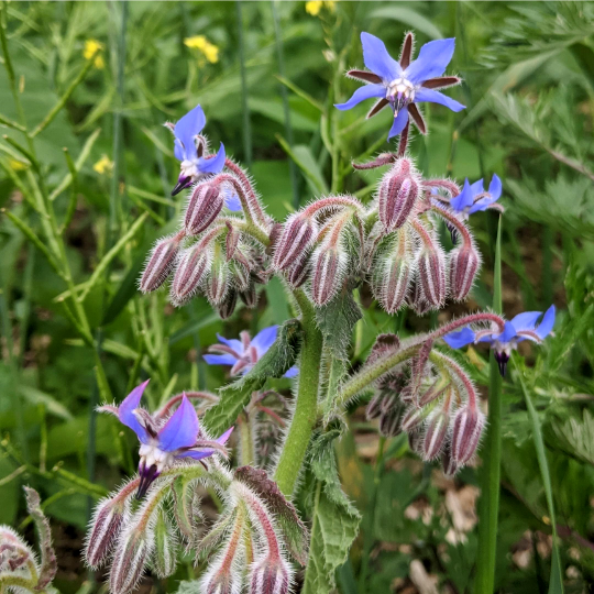 Bourrache officinale (Borago officinalis)