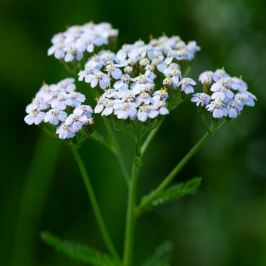 Yarrow (Achillea millefolium)