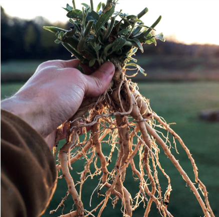 Ashwagandha (Withania somnifera)