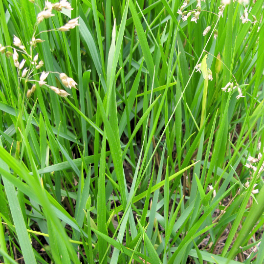 Sweetgrass (Hierochloe odorata)