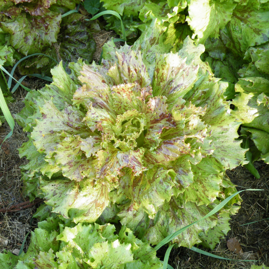 Jester lettuce (Lactuca sativa "Jester")