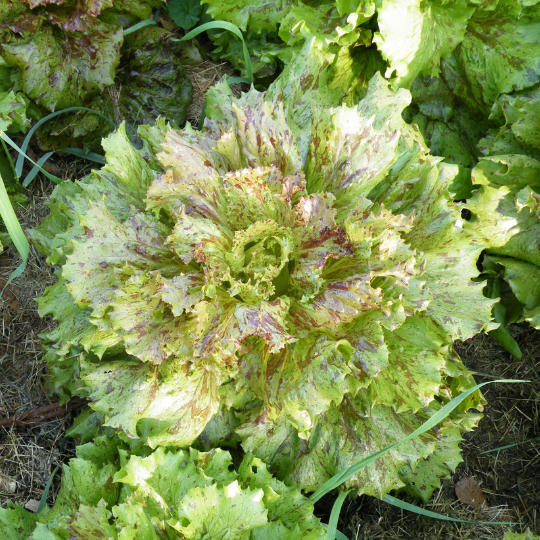 Jester lettuce (Lactuca sativa)