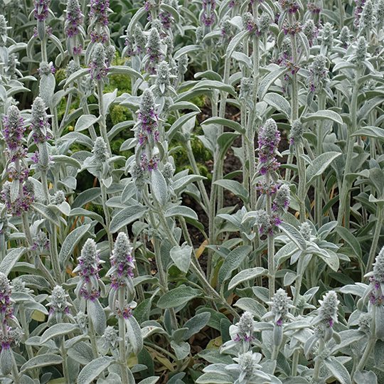 Rabbit's ear ( Stachys byzantina, Stachys lanata)