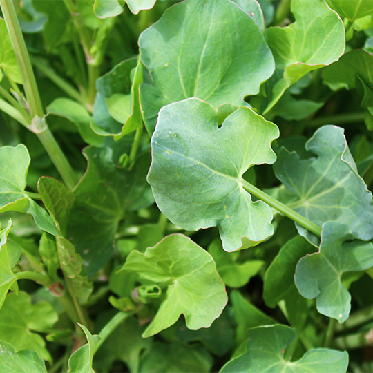 Round Sorrel ( Rumex scutatus)