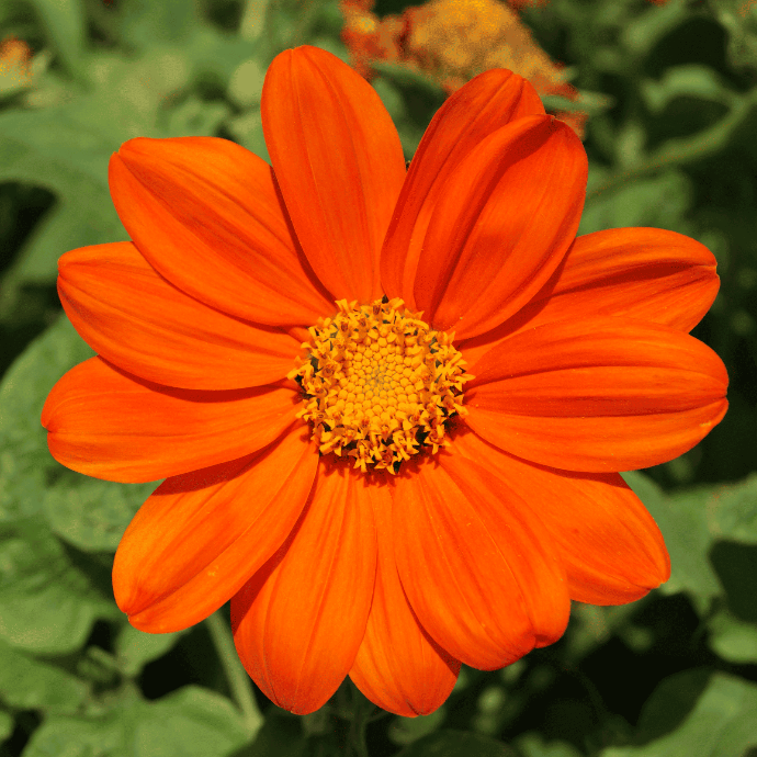 Mexican Tithonia (Tithonia rotundifolia)