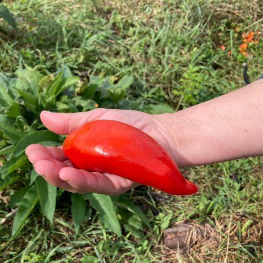 Goat's horn tomato (Solanum lycopersicum)