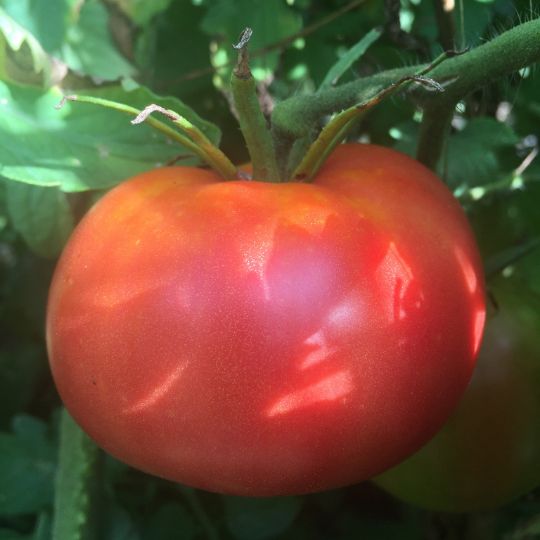 Quebec Blood Tomato (Solanum lycopersicum)