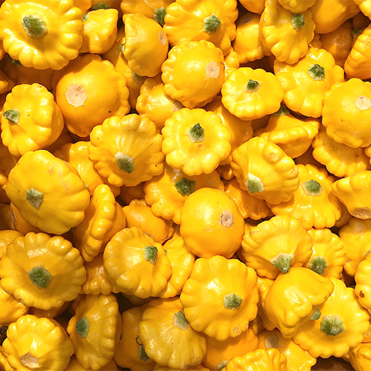 Pâtisson Scalloppini Doré (Cucurbita Pepo)