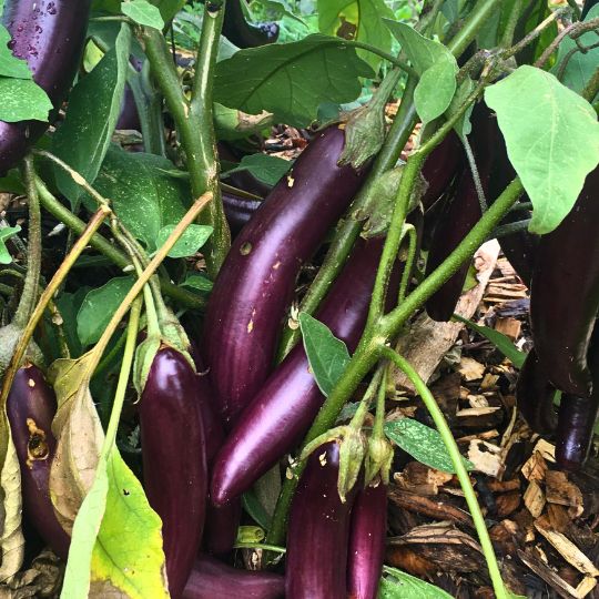 Aubergine Little Fingers (Solanum melongena)