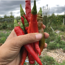 Red Rocket Pepper (Capsicum annuum)