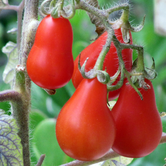 Red Fig Cherry Tomato (Solanum lycopersicum)