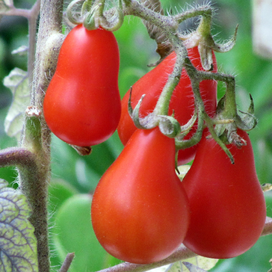 Red Fig Tomato (Solanum lycopersicum)