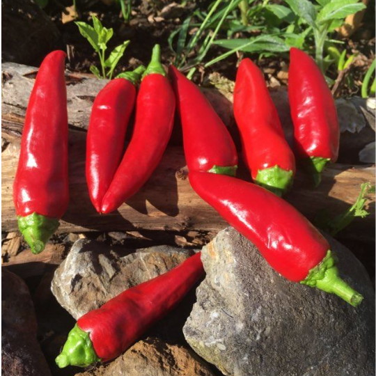 Piment de type Espelette (Gorria) (Capsicum annuum)