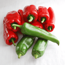 Espelette pepper (Gorria) (Capsicum annuum)