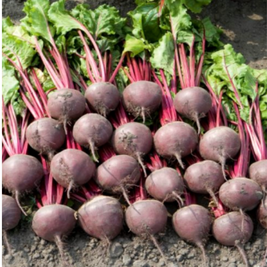 Beet Lutz (Beta vulgaris)