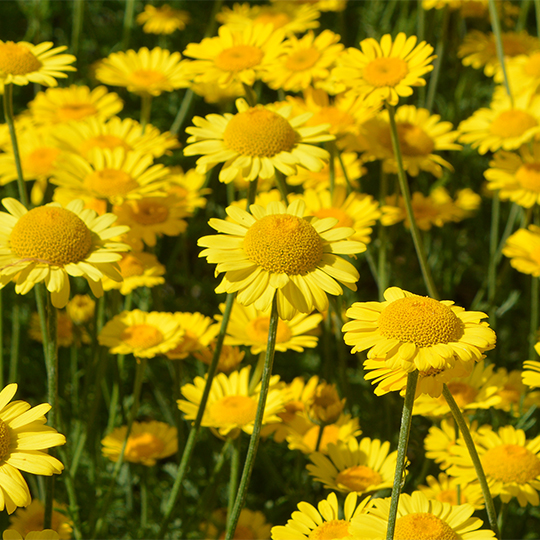 Camomille des teinturiers (Cota tinctoria)