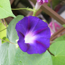 [087] Morning glory (Ipomea purpurea)