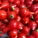 Piment Iracéma Biquinho rouge (Capsicum Chinense)