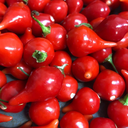 Piment Iracéma Biquinho rouge (Capsicum chinense)