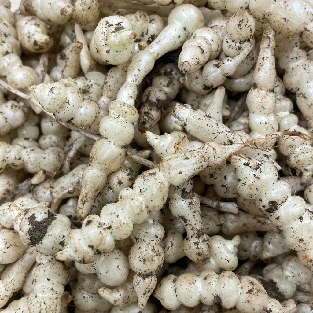 Crosnes du Japon (Stachys affinis)