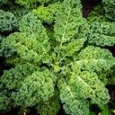 [057] Kale Blue Curled Scotch (Brassica napus ssp. pabularia)