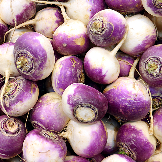 Turnip White Purple Globe (Brassica rapa)