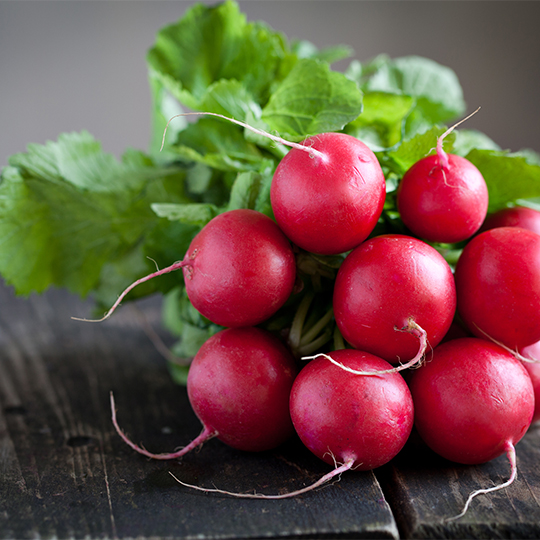 Radis Cherry Belle (Raphanus sativus)