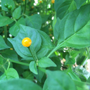 [154] Piment Aji Charapita (Capsicum chinense)