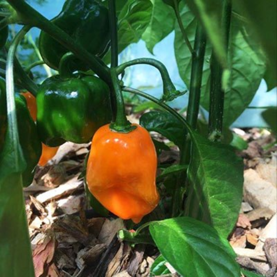 Magnum Habanero Pepper (Capsicum Chinense)